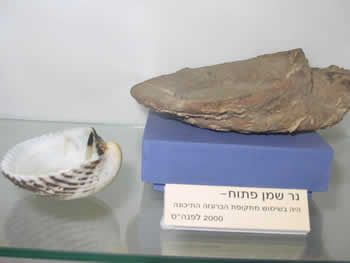 Ancient Oil Lamp Found in Sea at Yavneh Yam